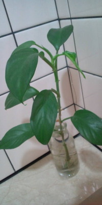短気は損気 2010/09/07 12:00:39