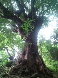おはようございます♪ 2010/10/08 09:18:49