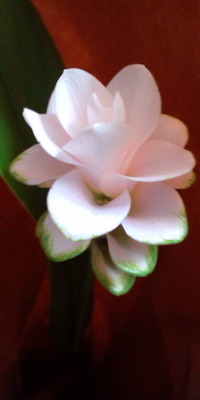 今日のお花♪ 2010/08/26 18:12:21