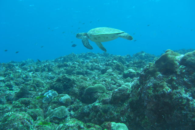 屋久島ウミガメ館