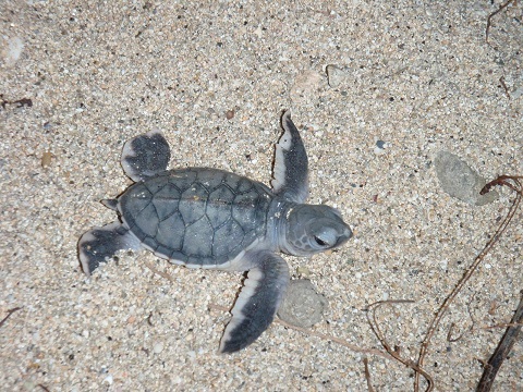 屋久島ウミガメ館 子ガメへの人的被害 沖永良部島