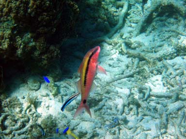 ハトマにて　27　（天気が良いので？）