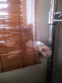 存在感 2011/06/06 18:42:29