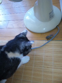 蝉対猫 2011/07/17 10:41:33
