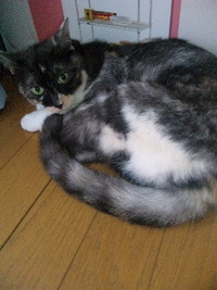 センサー 2011/07/25 07:13:49
