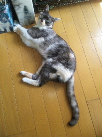 まえあし 2011/07/30 14:51:30