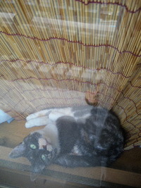暑くない？ 2011/08/12 14:09:28