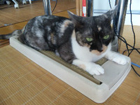 健康第一 2011/08/26 15:56:12