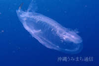 不思議がいっぱい 2011/04/30 19:17:03