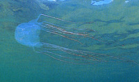 沖縄危険生物　クラゲ 2009/08/19 12:05:00