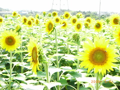 ひまわり５月末＆６月末