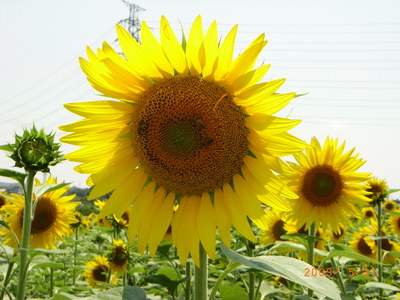 ひまわり５月末＆６月末