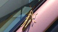 お出迎え 2011/07/27 13:17:15