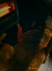 ワンコたちも。。。 2011/01/12 21:02:52