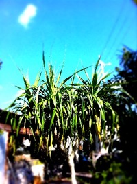 今日も☀ 2011/02/06 10:56:10