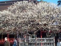 梅の花（大宰府天満宮） 2006/03/21 21:43:03
