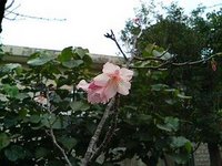 桜 2007/01/24 15:59:39