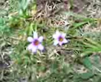 かわいい花 2007/05/02 12:01:15