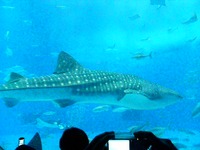 ちゅら海水族館 2007/08/25 13:58:04