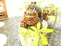 シーサー 2006/05/11 16:12:51