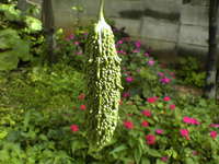 ご～や～が生りました。 2006/05/26 09:34:40