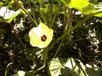 オクラの花 2006/06/23 10:13:00