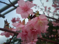 桜まつり＆タンカン狩りツアー♪