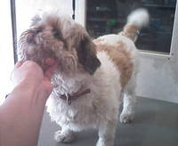 今日の客犬 2006/03/12 00:40:24