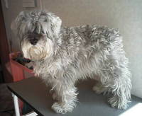 今日の客犬 2006/03/12 00:39:41