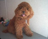 今日の客犬 2006/03/12 00:38:37