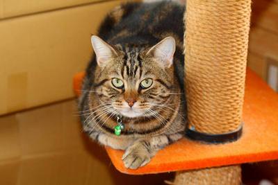 我が家の猫さん