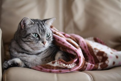 猫の海くん