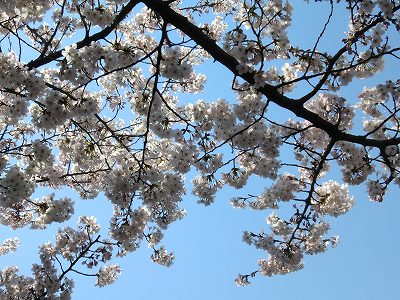 桜に逢いに東京へ！