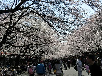 桜に逢いに東京へ！