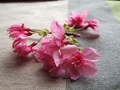 春と桜