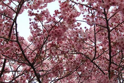 桜だ♪