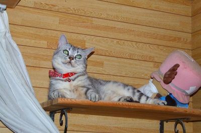 おすまし猫さん