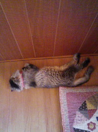 きょうも元気にお昼ね