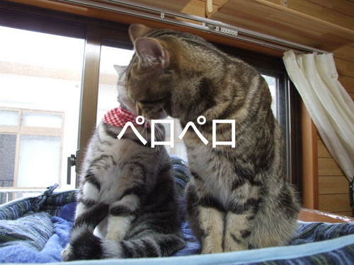 仲がいいよ