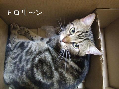 アランの心