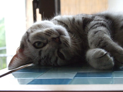猫の手