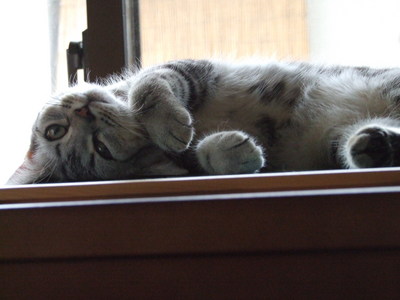 猫の手