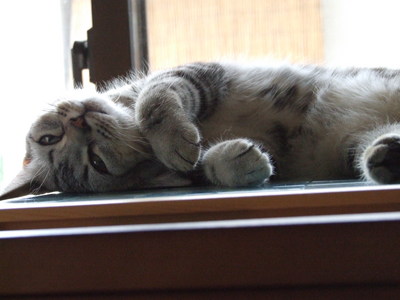 猫の手