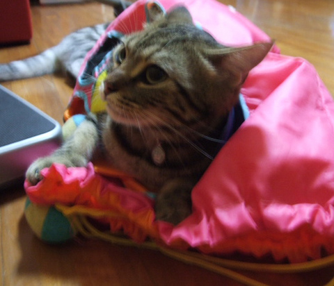 パパです