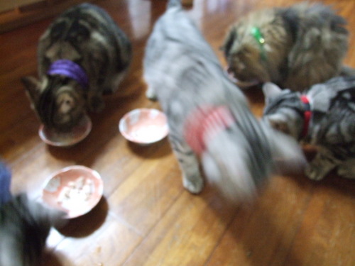 ゲット！