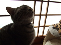 臭覚 2009/01/27 00:24:16
