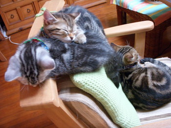 子猫は器用