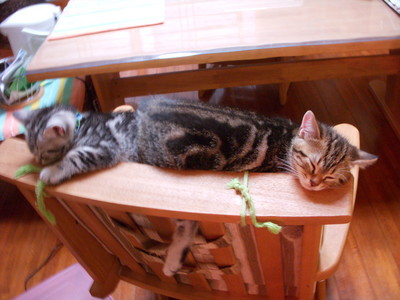 子猫は器用
