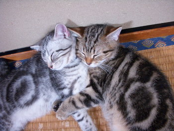 Ｌｏｖｅ