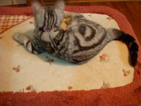猫の影絵